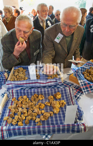 Moncalvo nationale Trüffelmesse, Bewertung der weißen Trüffel, die in den Wettbewerb, Asti, Piemont, Italien, Europa Stockfoto