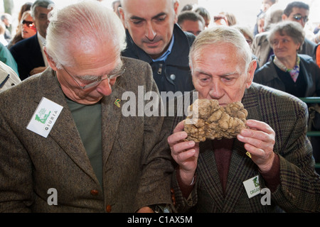 Moncalvo nationale Trüffelmesse, Bewertung der weißen Trüffel, die in den Wettbewerb, Asti, Piemont, Italien, Europa Stockfoto