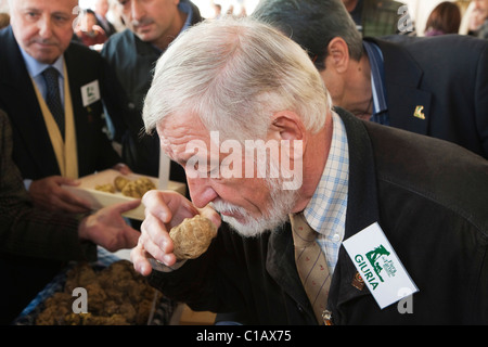 Moncalvo nationale Trüffelmesse, Bewertung der weißen Trüffel, die in den Wettbewerb, Asti, Piemont, Italien, Europa Stockfoto