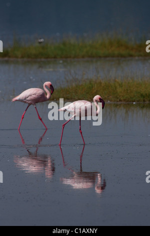 Flamingos Stockfoto