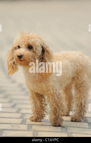 Ein kleines Spielzeug Pudel Hund stehend auf dem Boden Stockfoto