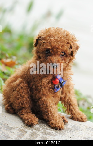 Ein kleines Spielzeug Pudelhund sitzt auf dem Boden Stockfoto