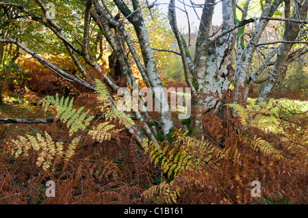 Cluster der Rundschnitt Hazel und Bracken in Herbstfärbung Stockfoto