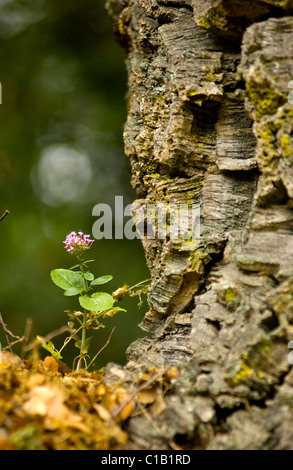 Blume wächst im Baum, Grazalema Kork Wald Provinz Cadiz Spanien Stockfoto
