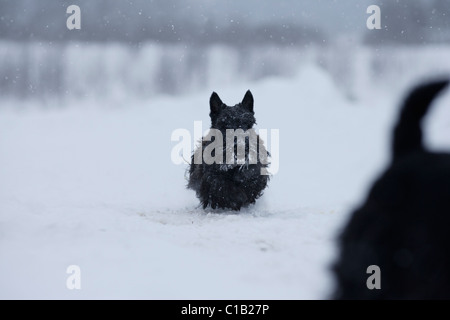 Schottischer Terrier im Schnee Stockfoto