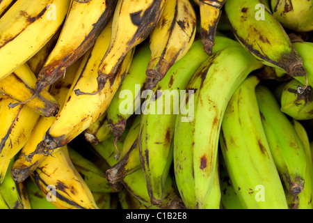 Nahaufnahme eines Bananenstapels in verschiedenen Reifestadien, von hellgrün unreif bis gelb mit braunen Flecken, die auf Reifegrad hinweisen. Die Bananen sind gruppiert und zeigen Stockfoto
