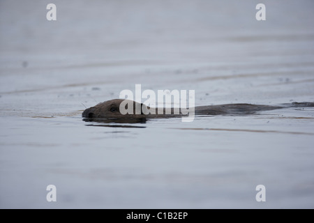 Europäischer Biber Stockfoto