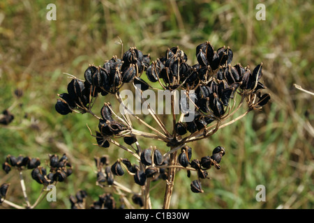 Alexanders (Smyrnium Olusatrum: Apiaceae / Umbelliferae), charakteristische schwarze Samenköpfe, UK Stockfoto