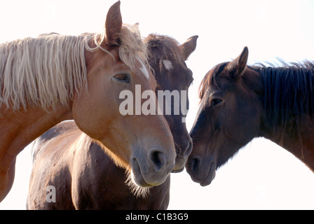 Drei bekannte Pferde zusammenstehen. Weißen Hintergrund. Stockfoto