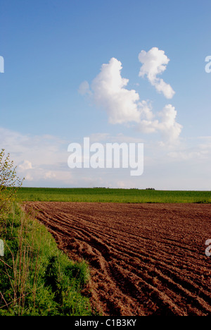 frisch gegraben, umgeben von Wiese in sonniger Tag. Stockfoto