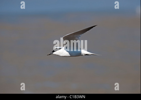 Möwe-billed Tern Sterna Nilotica Zucht Gefieder Queensland Australien Stockfoto