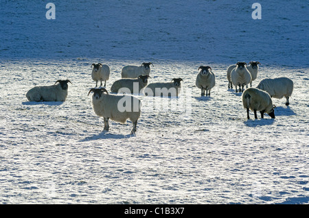 Elf Schafe im Feld mit verschneiten frostigen Boden Stockfoto