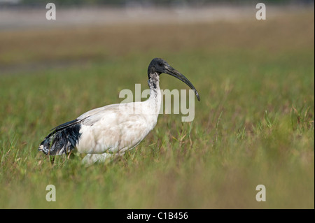 Australische White Ibis Threskiornis Molukken (Sacred Ibis)-Cairns-Queensland-Australien Stockfoto