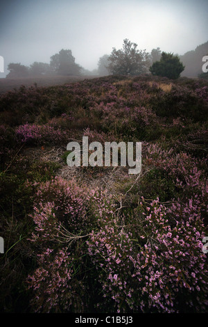 Heide in voller Blüte Stockfoto