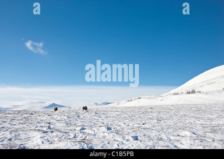 Moschusochsen in Bergtundra Stockfoto