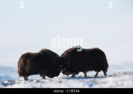 Männliche Moschusochsen kämpfen Stockfoto