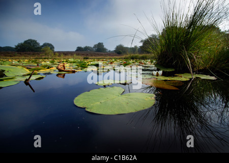 Nahaufnahme von einem Teich Stockfoto