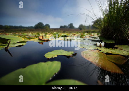 Nahaufnahme von einem Teich Stockfoto