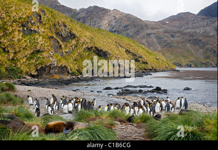 Königspinguine (Aptenodytes Patagonicus) am Strand von Godthul, Süd-Georgien Stockfoto