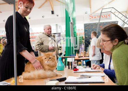 Katzen nach zu urteilen auf der WCF-World-Show am 13. März 2011 in Warschau, Polen Stockfoto