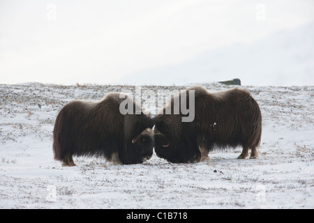 Moschusochsen kämpfen Stockfoto