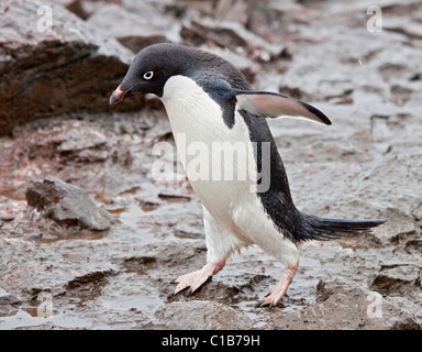 Adelie Penguin (Pygoscelis Adeliae), Schindel Bucht, Coronation Island, South Orkneys Stockfoto