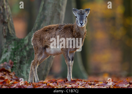 Europäischer Mufflon (Ovis Gmelini Musimon / Ovis Ammon / Ovis Orientalis Musimon) Lamm im Wald im Herbst, Deutschland Stockfoto