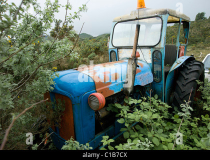 Alten blauen Traktor im Unterholz Stockfoto