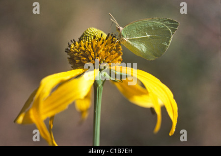 Ein Schmetterling Kohl saugt Nektar aus einer gelben Sonnenhut in den Rocky Mountains von Norden von New Mexico Stockfoto