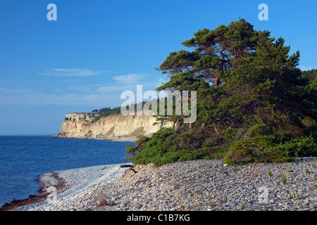 Kiefer auf Kies Strand und Kalkstein Klippen Högklint / Hoegklint in der Nähe von Visby, Insel Gotland, Schweden Stockfoto