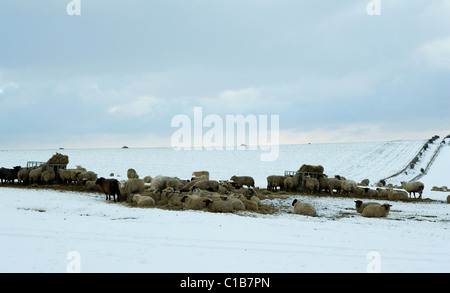 Schafe im Schnee auf South Downs, West Sussex Stockfoto