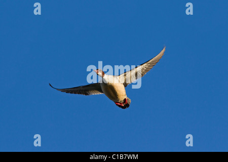 Gänsesäger (Mergus Prototyp) weibliche im Flug, Deutschland Stockfoto