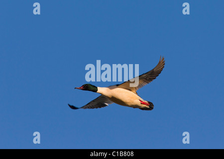 Gänsesäger (Mergus Prototyp) männlichen im Flug, Deutschland Stockfoto