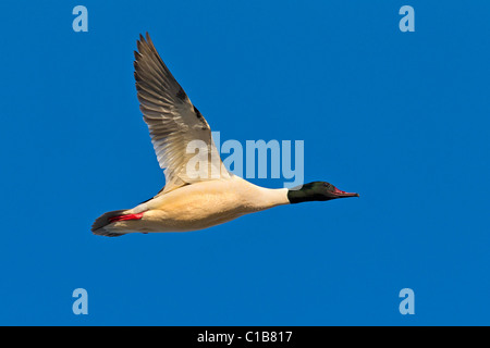 Gänsesäger (Mergus Prototyp) männlichen im Flug, Deutschland Stockfoto