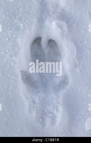 Wildschwein (Sus Scrofa) Spur im Schnee im Winter, Deutschland Stockfoto