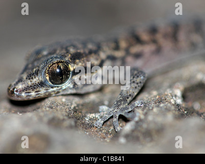 Galapagos-Blatt-toed Gecko (Phyllodactylus Galapagensis) (eine endemischen Arten auf den Inseln) Stockfoto