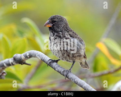 Von Darwin Finch (auch bekannt als die Galapagos Finch oder Geospizinae) auf den Galapagos Inseln Stockfoto