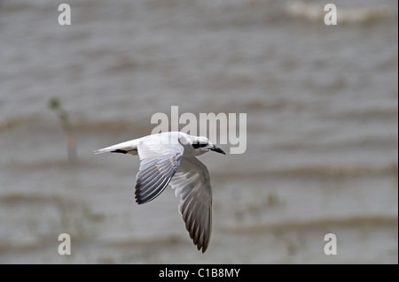 Möwe-billed Tern Sterna Nilotica in nicht Zucht Gefieder Cairns Queensland Australien Oktober Stockfoto