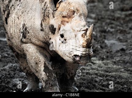 Black Rhino in Schlamm Stockfoto