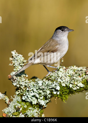 Männliche Mönchsgrasmücke thront auf Flechten bedeckt Zweig Stockfoto