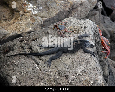 Wärmezone Marine Iguana (Amblyrhynchus Cristatus) und Sally Lightfoot Krabben (G. Grapsus) auf den Galapagos-Inseln (Floreana) Stockfoto