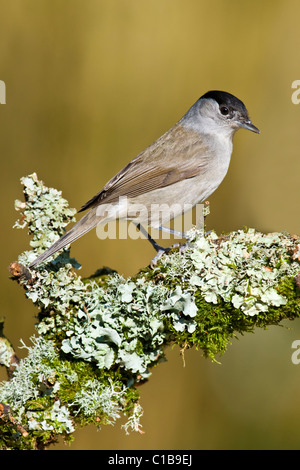 Männliche Mönchsgrasmücke thront auf Flechten bedeckt Zweig Stockfoto