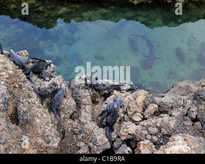 Wärmezone Meerechsen (Amblyrhynchus Cristatus, Vordergrund) und Weißspitzen-Riffhaie auf den Galapagos-Inseln (Insel Isabela) Stockfoto