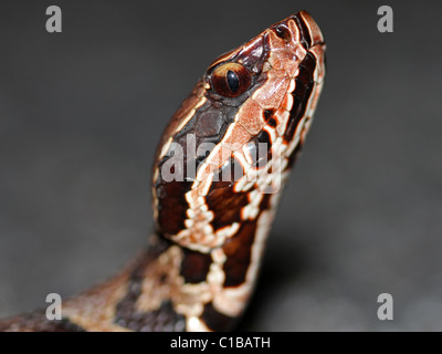 Eine juvenile Florida Cottonmouth (Agkistrodon Piscivorus Conanti) in Florida Stockfoto