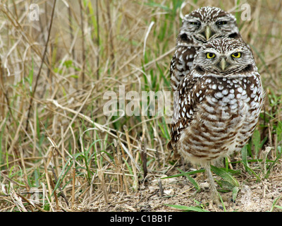 Eine Kanincheneule (Athene Cunicularia) in Cape Coral, Florida Stockfoto