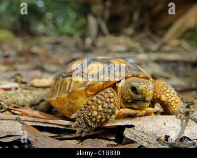 Juvenile Gopher-Schildkröte (Gopherus Polyphemus) in Florida Stockfoto
