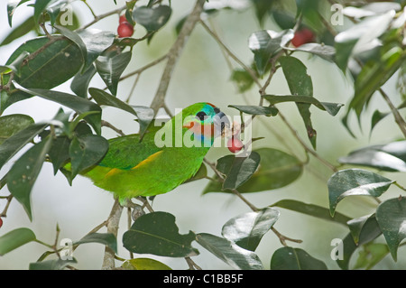 Doppel-eyed Fig Papagei (Zwerg Fig Papagei) Cyclopsitta Diopthalma Fütterung auf Feigenbaum Kingfisher-Park-Queensland-Australien Stockfoto