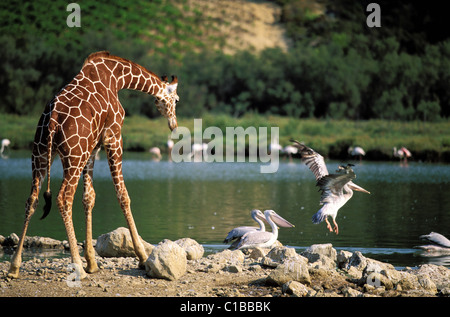 Frankreich, Aude, afrikanische reserve von Sigean, giraffe Stockfoto