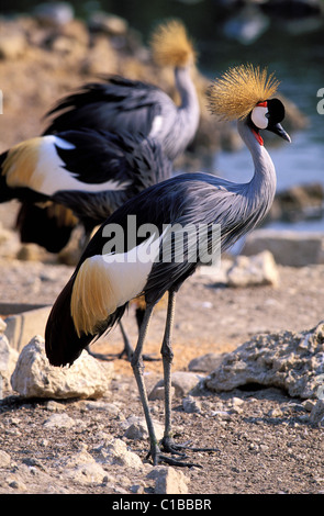 Frankreich, Aude, afrikanische reserve von Sigean, Grau gekrönter Kran Stockfoto