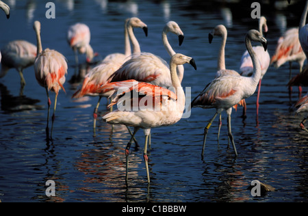 Frankreich, Aude, afrikanische reserve von Sigean, rosa flamingos Stockfoto